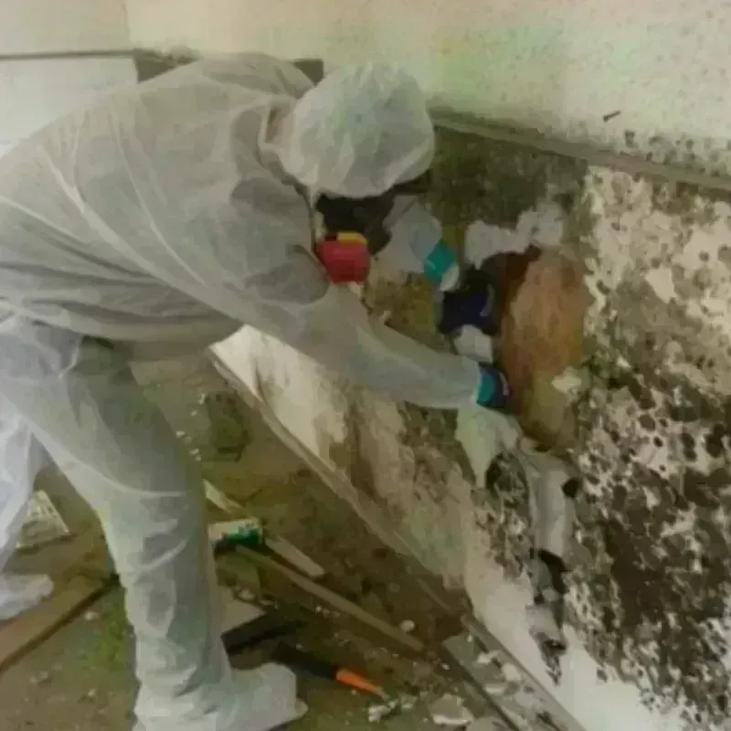 Mold Remediation and Removal in Tuscaloosa, AL